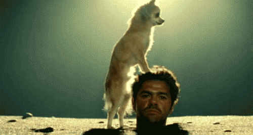 image1.gif