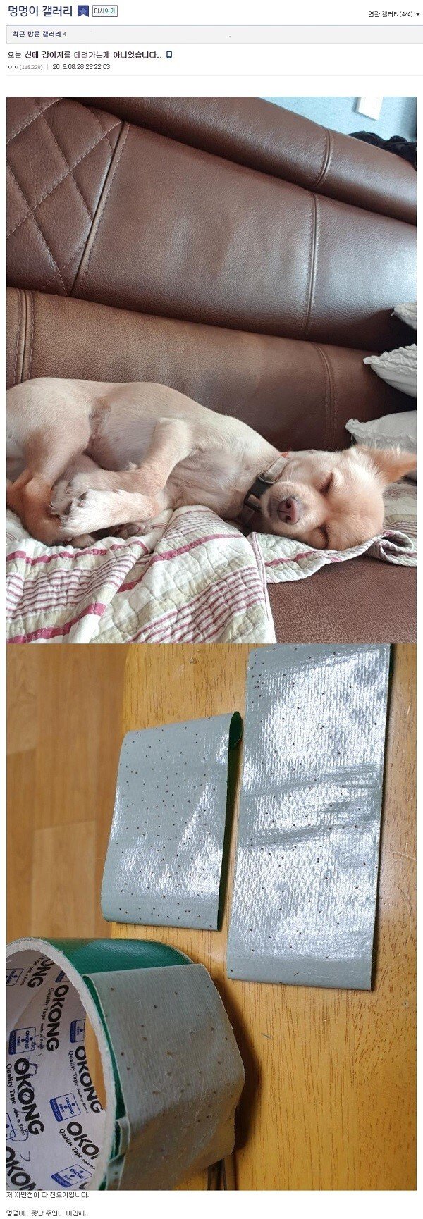 댕댕이갤 빠꾸없는 드립.jpeg
