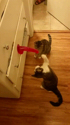 8eac1157dce416da28a94cc9e0ad23f2_1542132582_5499.gif