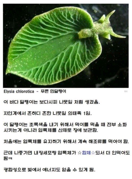 흉내를 내다가 진짜가 되어버린 생물.jpg