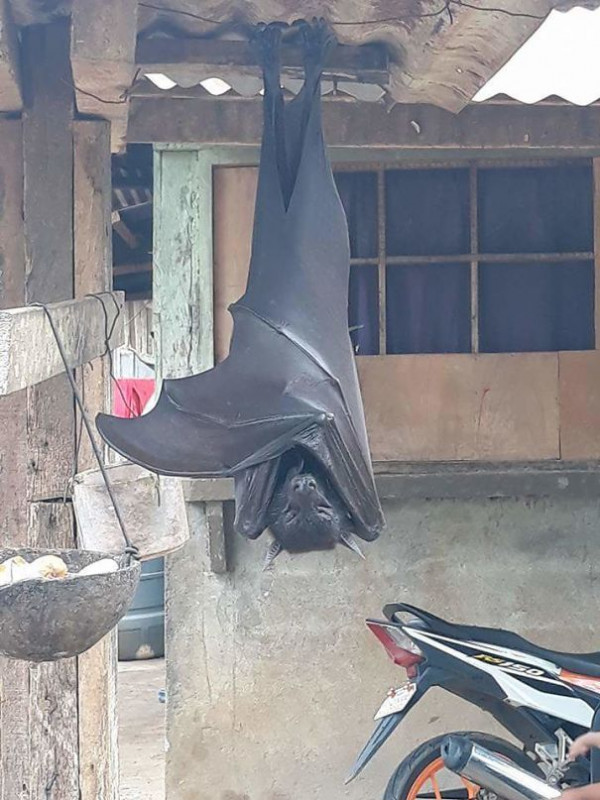 박쥐.jpg