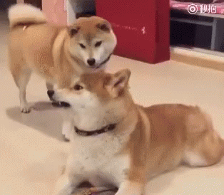 깐족 깐족 최후.gif