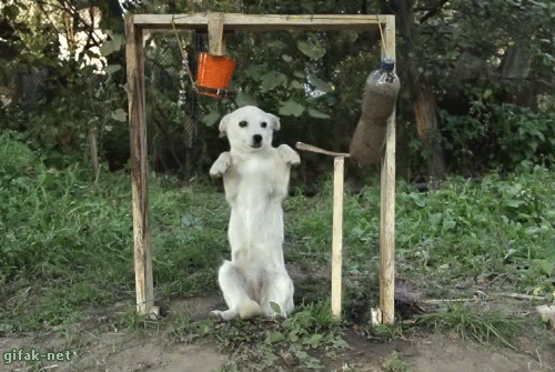 62d8923478661dd41e12764d5ac146e4a1df6167.gif
