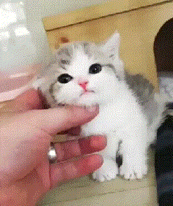 qt839gd3.gif