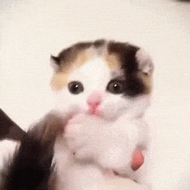 h89en928.gif