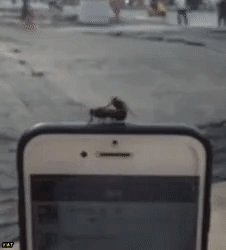 4_08_42_13.gif