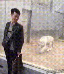 D8qIidN.gif