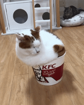 kfc 고양이.gif
