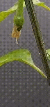 고추가 커지는 과정.gif
