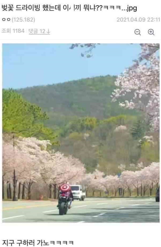 벚꽃캡틴.jpg