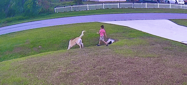 dog1.gif