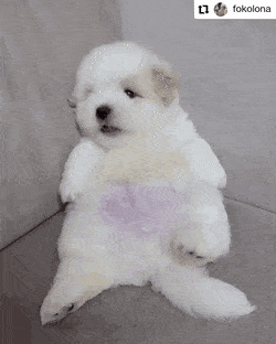 92AC2EE2-6073-41D6-A2C9-CC062E9E5FDC.gif