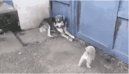 억울한 멍뭉이.gif