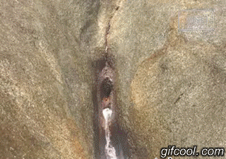 자연의 신비.gif