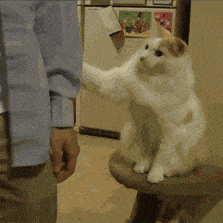 만져줘.gif