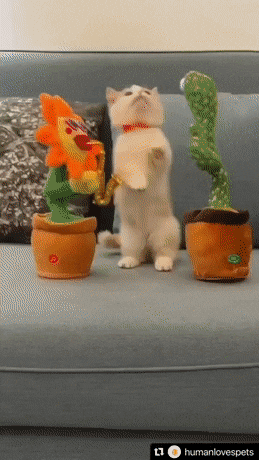 뉴비.gif