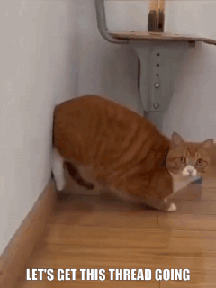 장전된 고양이.gif