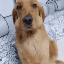 3672337_1531174734907.gif