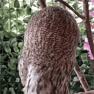 저기요.gif