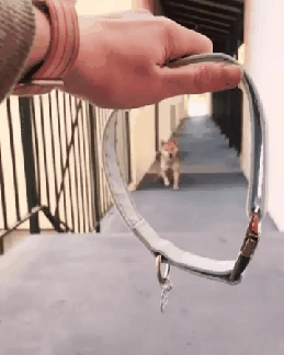 3554450677_lQpIoZe2_1531486990058.gif
