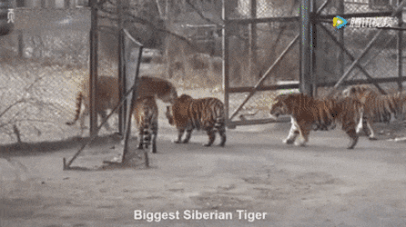 백두산 호랑이 실제로 본 뱅갈호랑의 반응.gif
