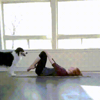 dog01.gif