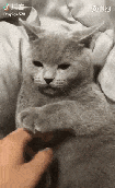 __152571056310456.gif