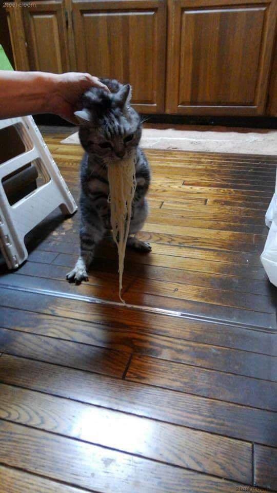 고양이5.jpg