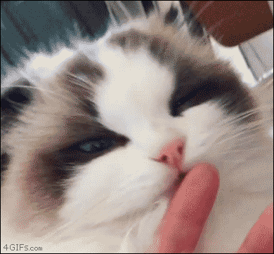 이게 무슨 냄새냥.gif