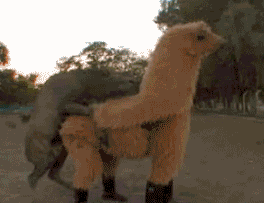 30853724_32cff03d_1541385155_BtM4NuD0_i13973471145.gif