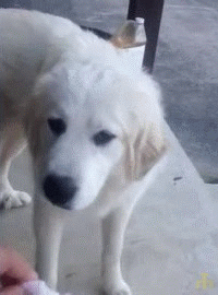 27d092a5a1cb8aa25dd33601f2204385.gif