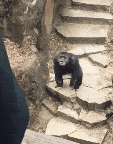 1.gif