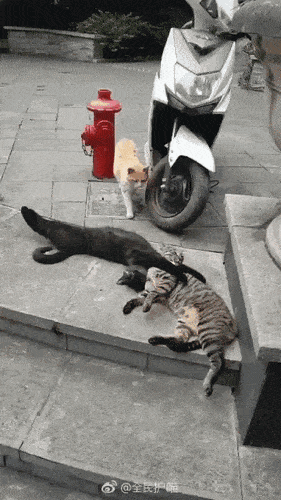 e140f19ee6e32807aa6f2e8dcbc1e9c3_dm2JAcG8Lv9q.gif