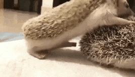 20210530_123156.gif