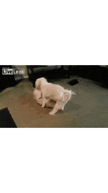 20200614_000321.gif