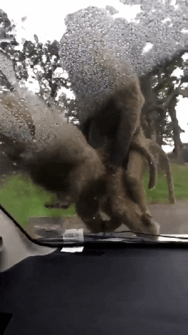 40ed4f87d1b2629c9cfdd93f6ef9f978_11345977236_2.gif