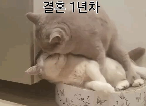 결혼 연차별.gif
