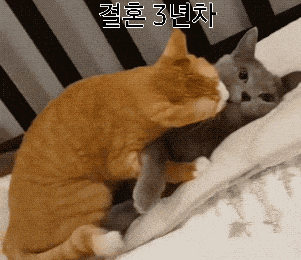 결혼 연차별2.gif