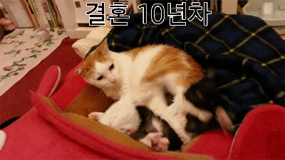 결혼 연차별3.gif