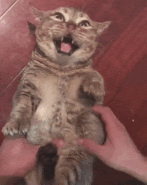 냥이39.gif