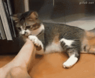 냥이37.gif