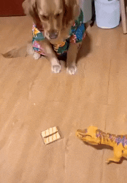 1313.gif