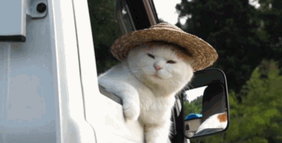 12.gif