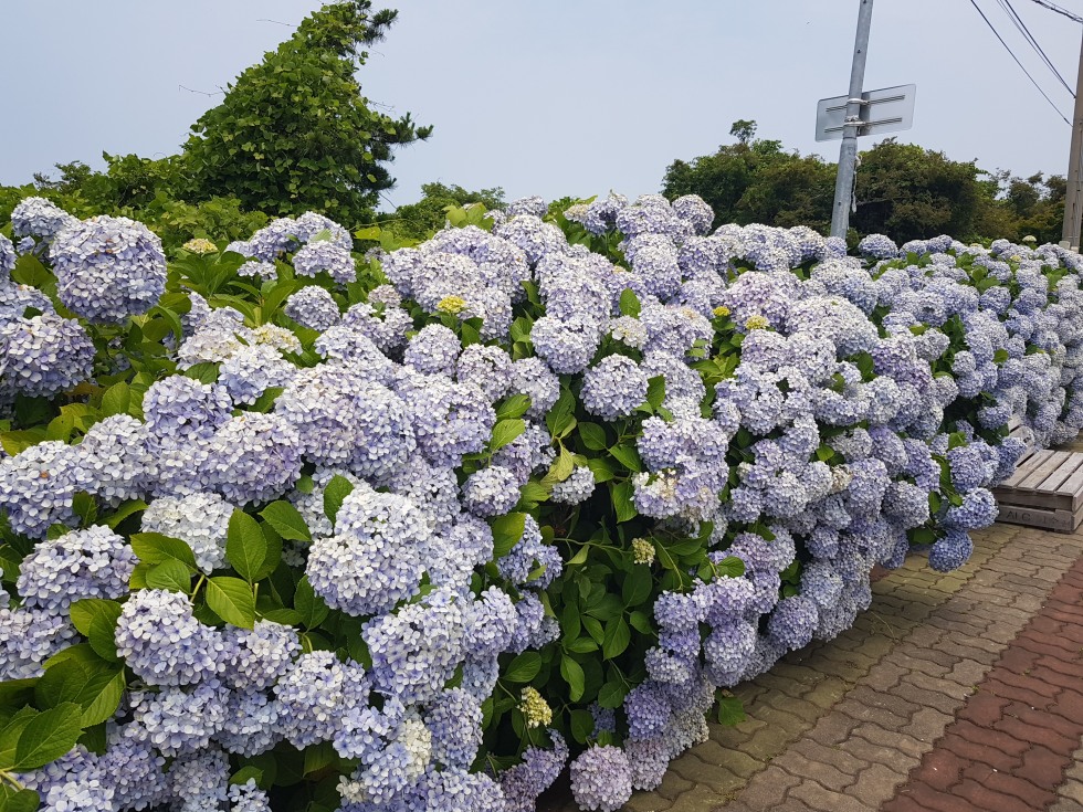 20190617_114739.jpg