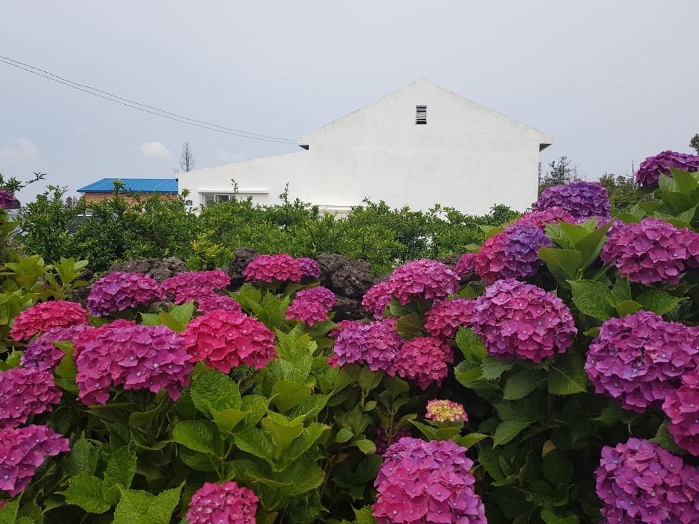 20190617_110835.jpg