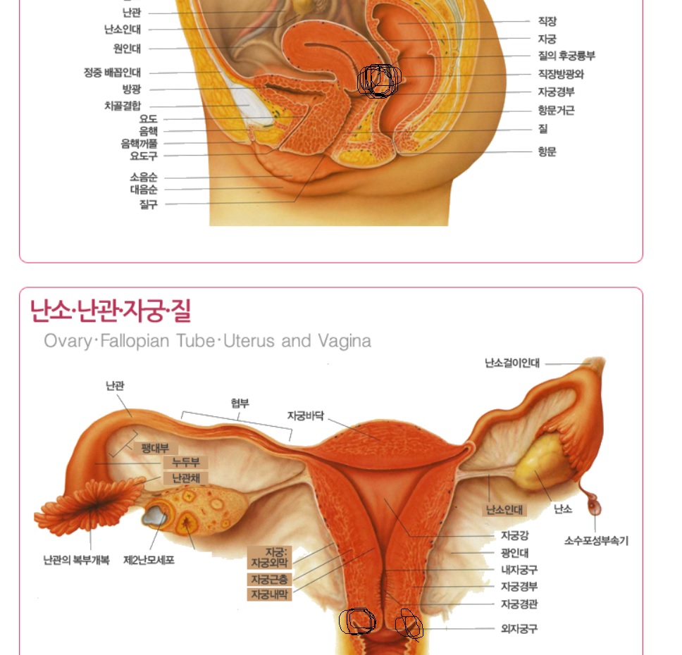 후륜궁.jpg