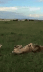 6754ece66d456_ZzlFCJ0p_b537bf73d4cd251b7b6b08d6cbed750a675ca38a.gif