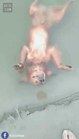 댕댕4.gif