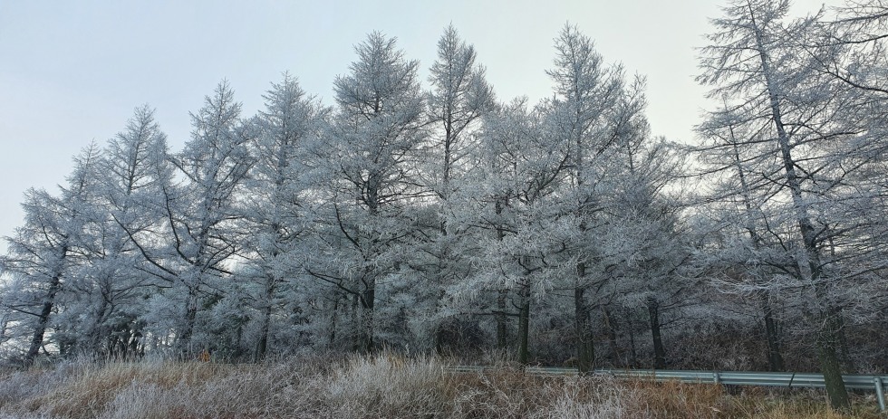 20201121_084225.jpg