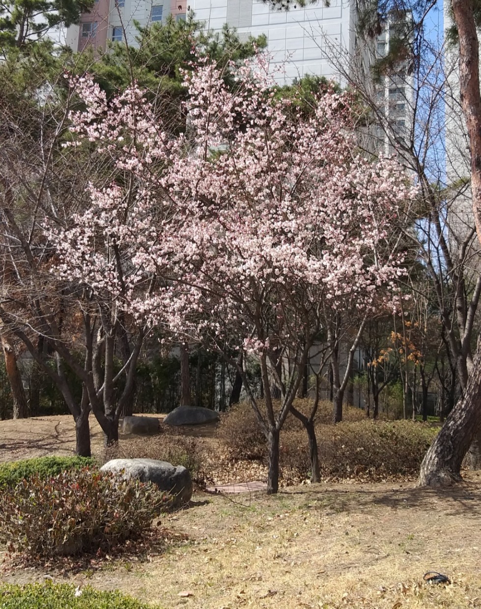 벚3.jpg
